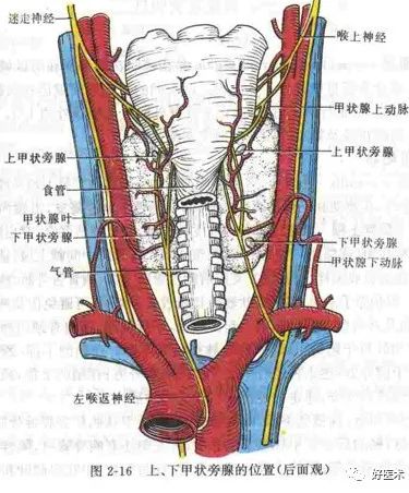 位于颈总动脉和颈内静脉的后方,发出喉上神经和心支