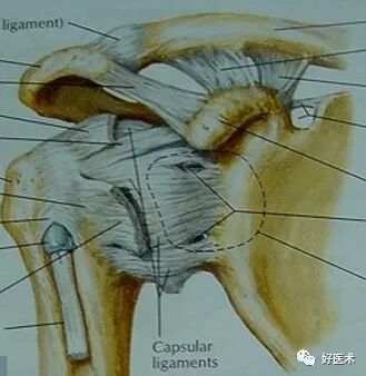 高清影像图解肩关节解剖及诊断