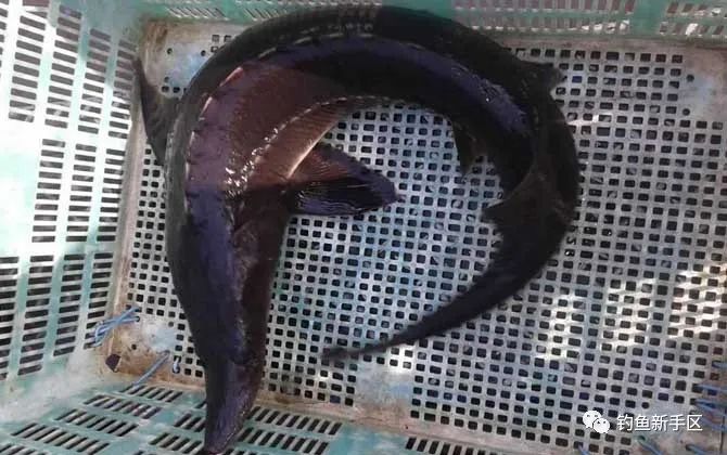 釣鲟魚用什麽餌料最好？