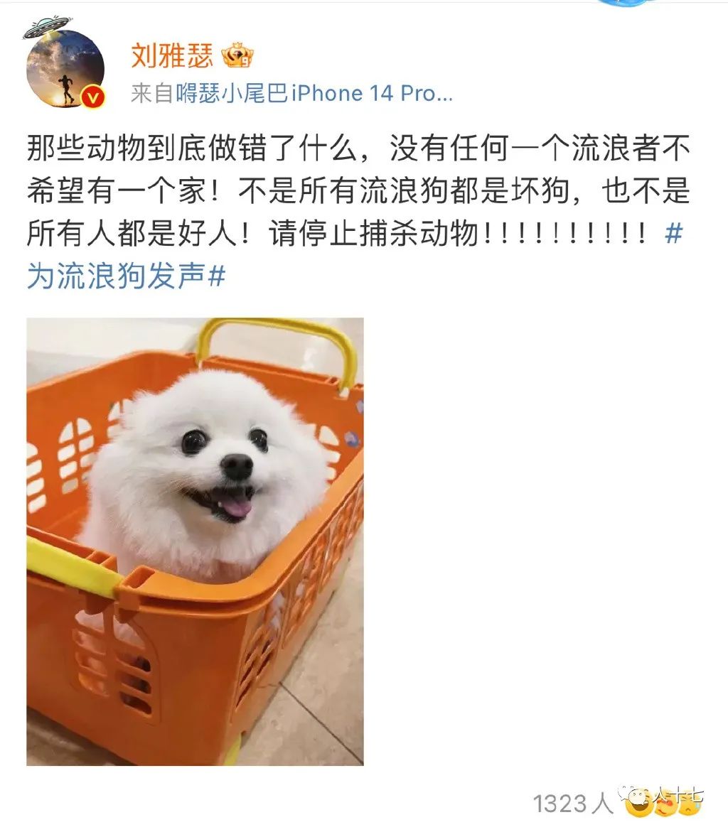 杨迪的狗安乐死了