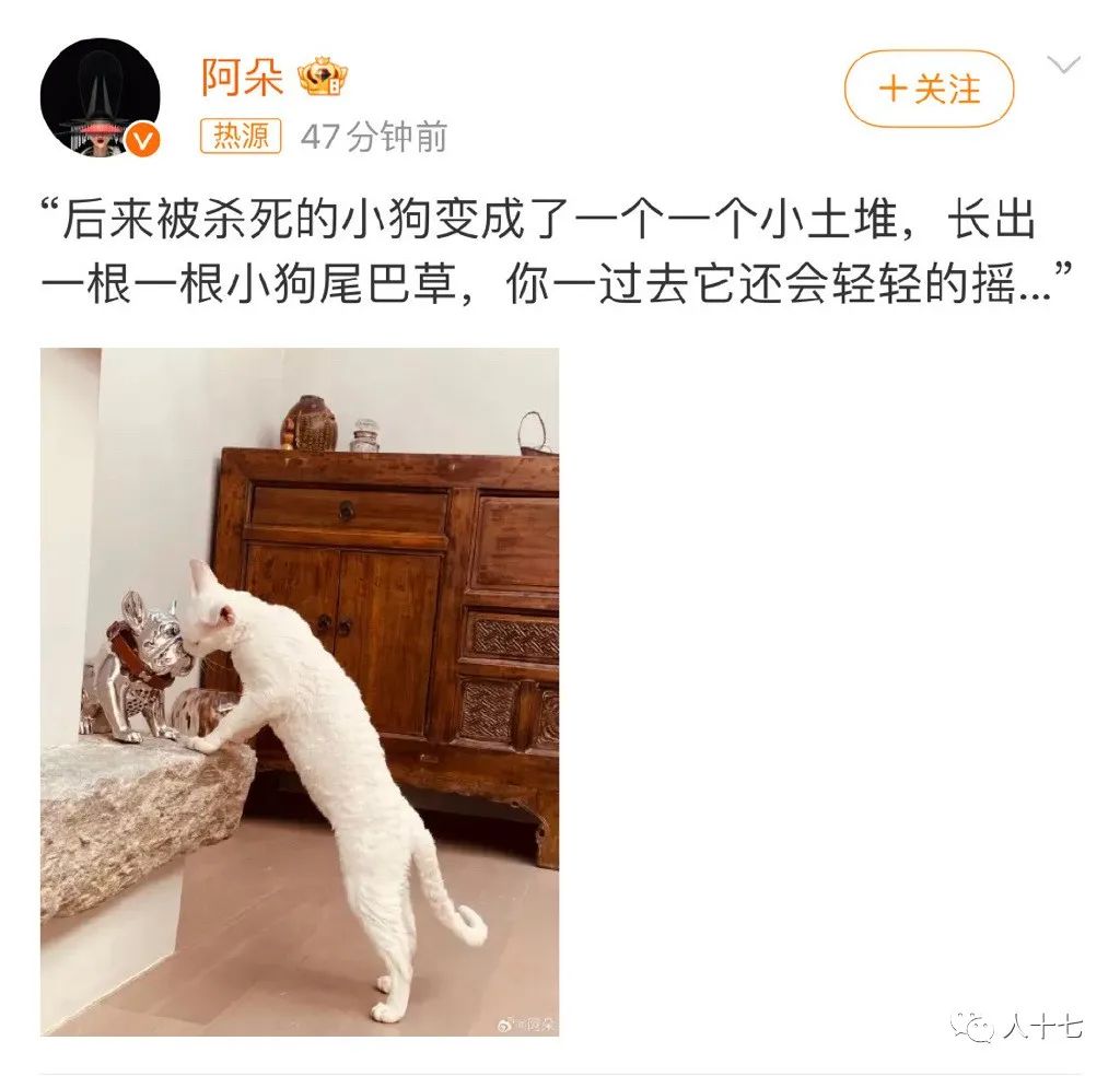 杨迪的狗安乐死了