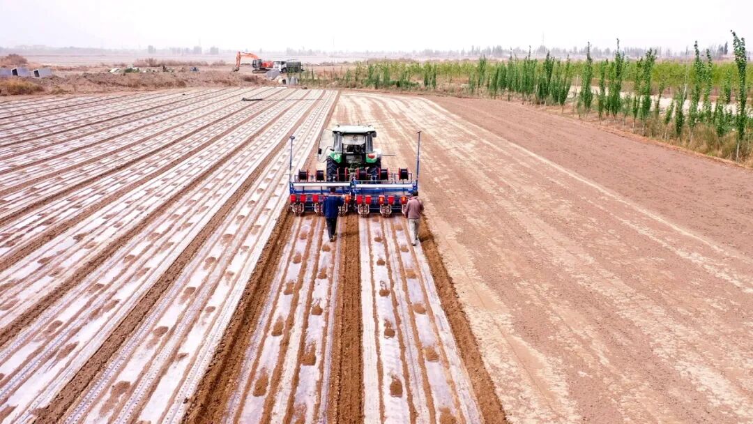 阿瓦提县130万亩棉花播种工作接近尾声