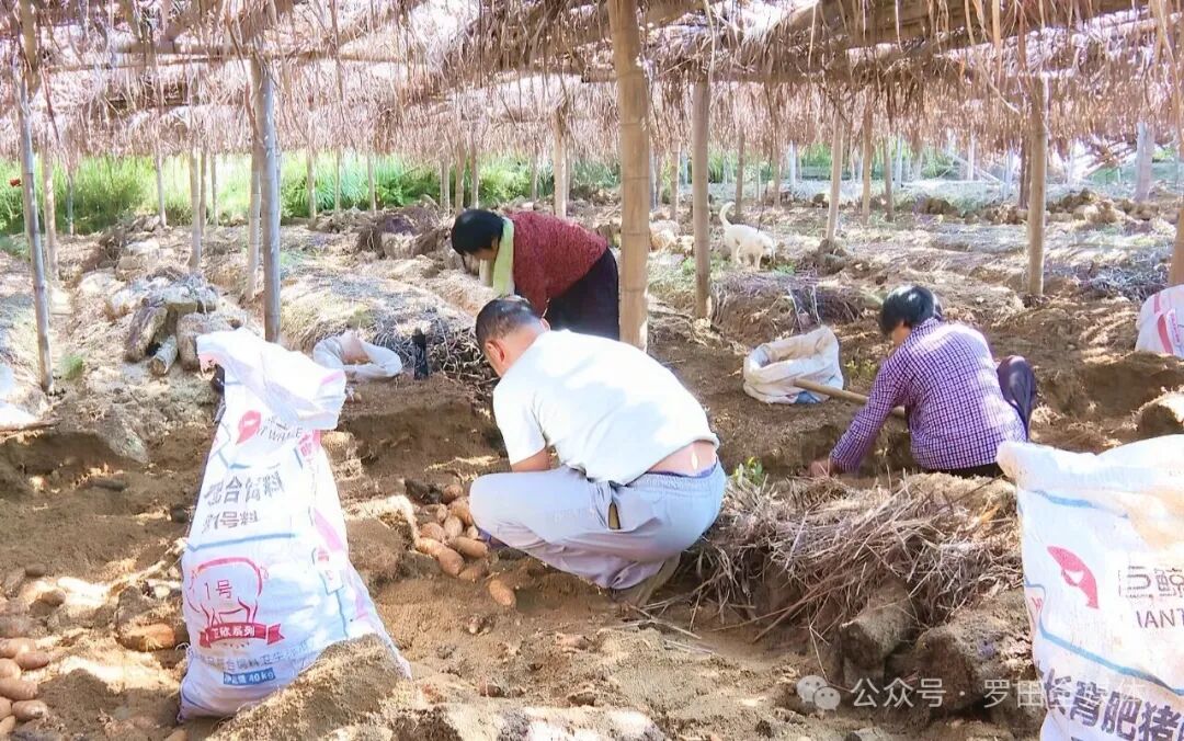 罗田县：小天麻种出大产业