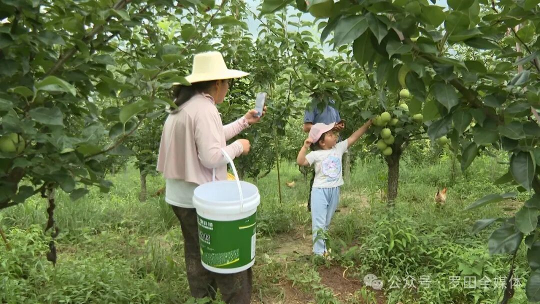 骆驼坳镇鸿锦种养殖专业合作社：百亩脆梨喜丰收