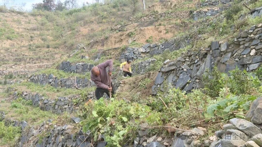 罗田县裕康林牧专业合作社：茶园冬管不松劲  夯实基础促增收