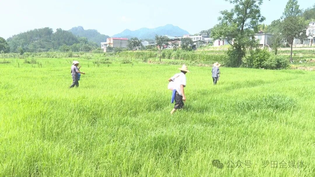 三里畈镇：田间夏管忙 秋粮有保障