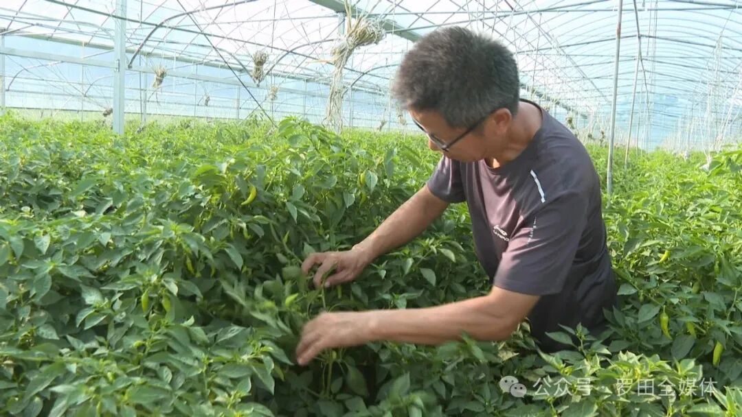 罗田县通过发展设施农业 为群众开辟增收致富新途径