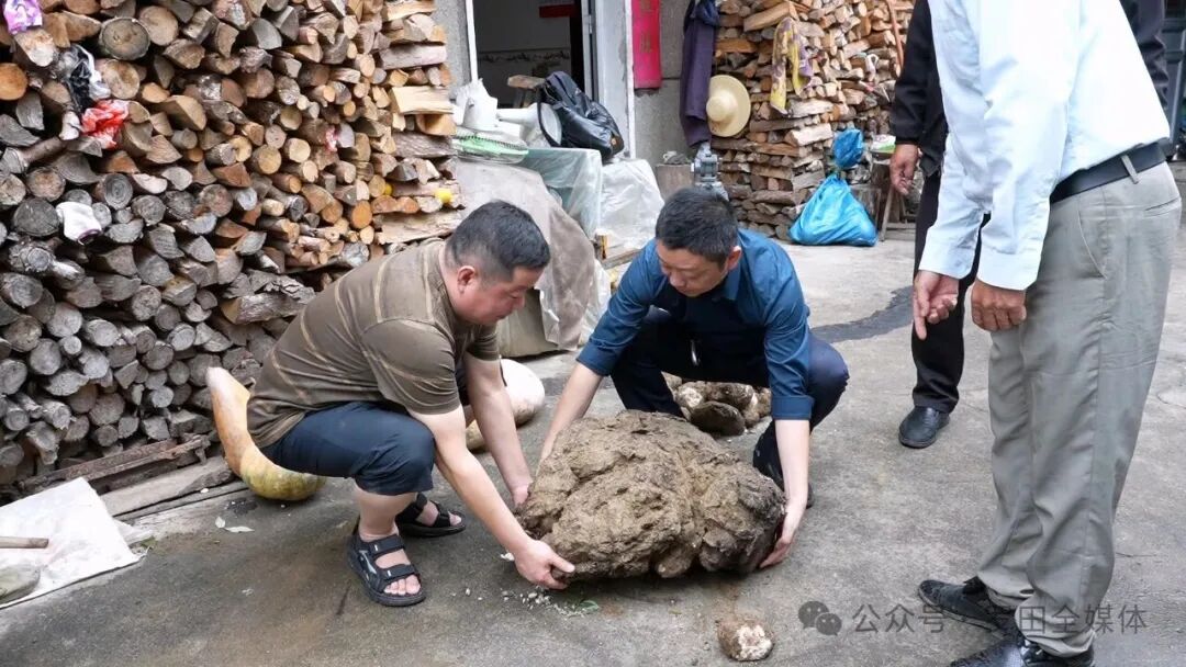 平湖乡一种植户收获百斤“茯苓王”