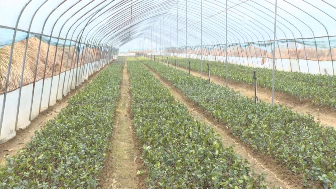 大河岸镇：“苗子”产业为乡村振兴增添绿色动力