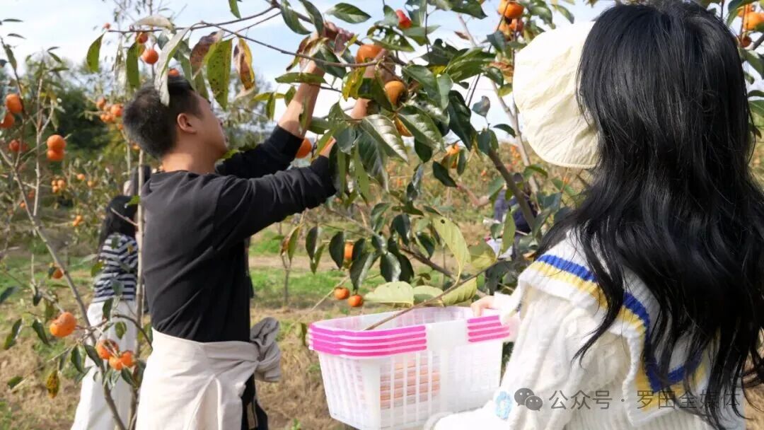 凤山镇昔阳冲村：甜柿满枝引客来 采摘带货两相旺