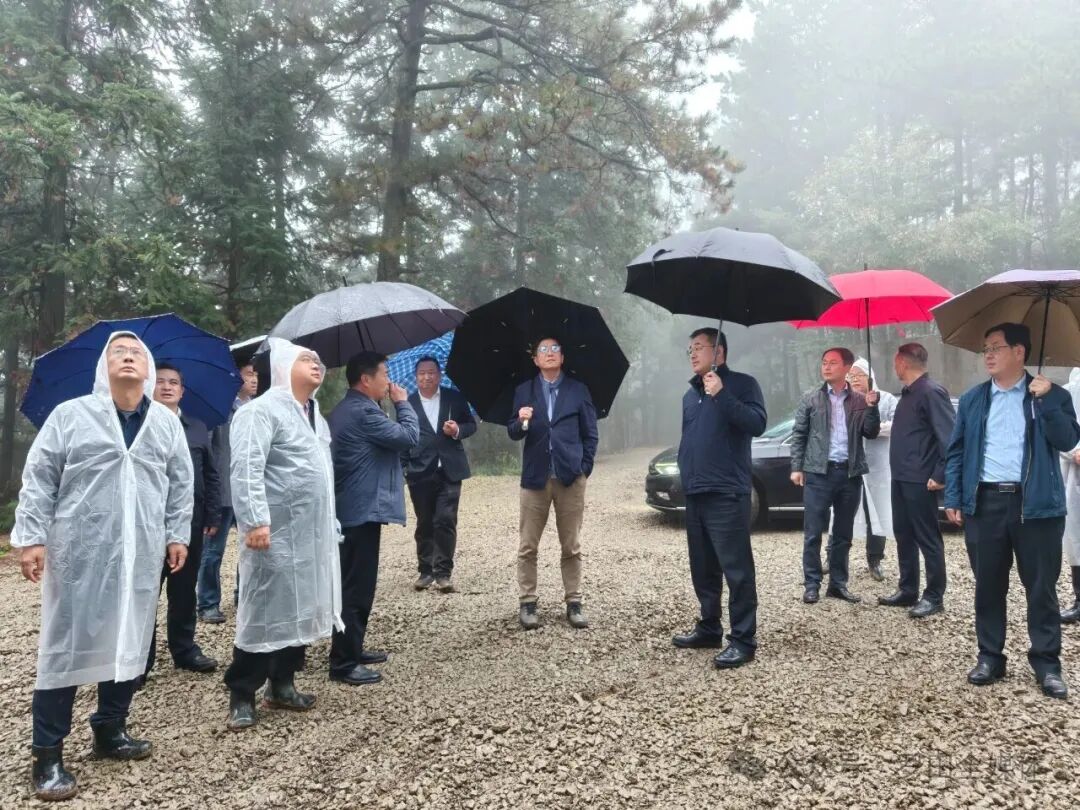 罗田县大别山天麻测产传捷报 亩产鲜品达9216斤