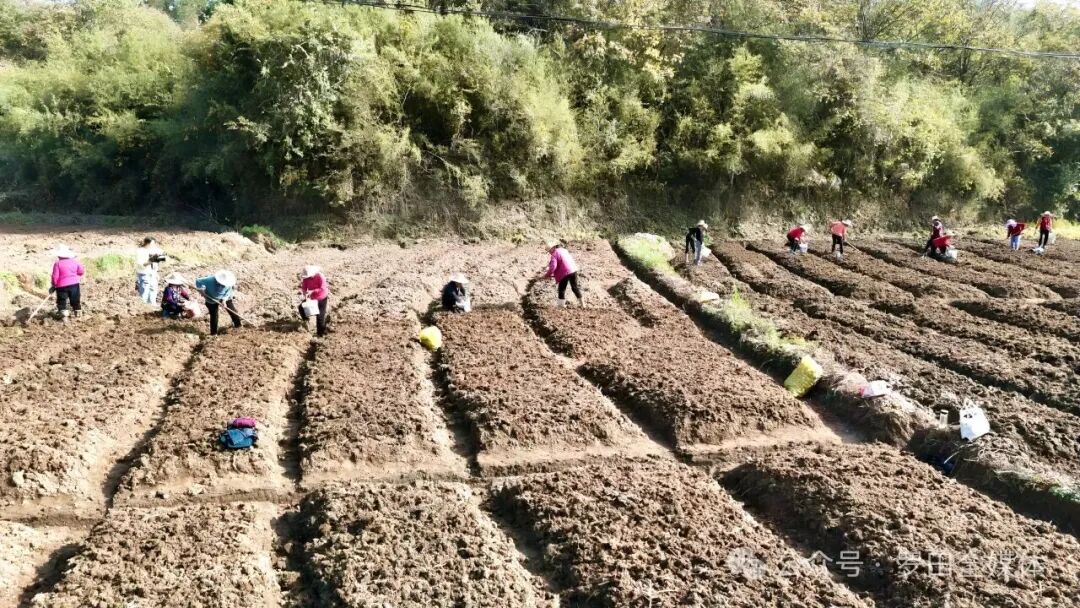  罗田县骆驼坳镇：药材种植忙 致富有良方 