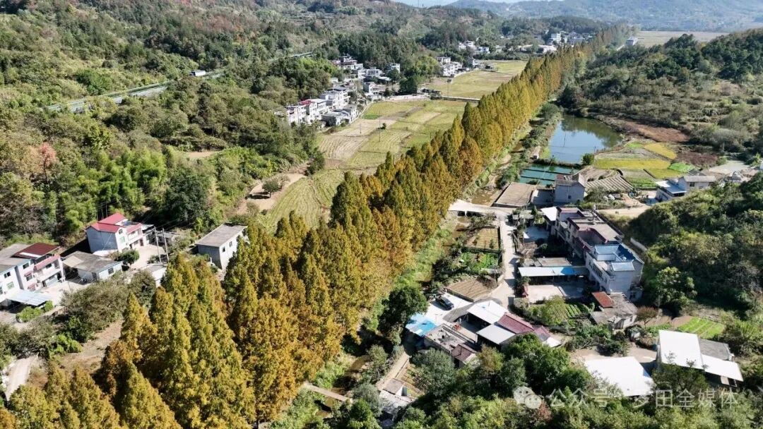 匡河水杉路：生态廊道成文旅新地标