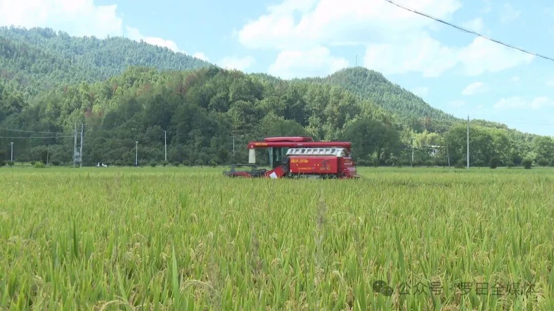罗田县再生稻喜获丰收：总产量预计6万吨
