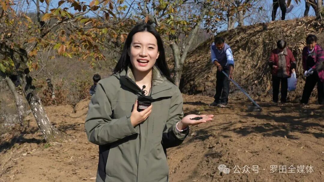 平湖乡：板栗林下套种药材 多产融合赋能药旅振兴