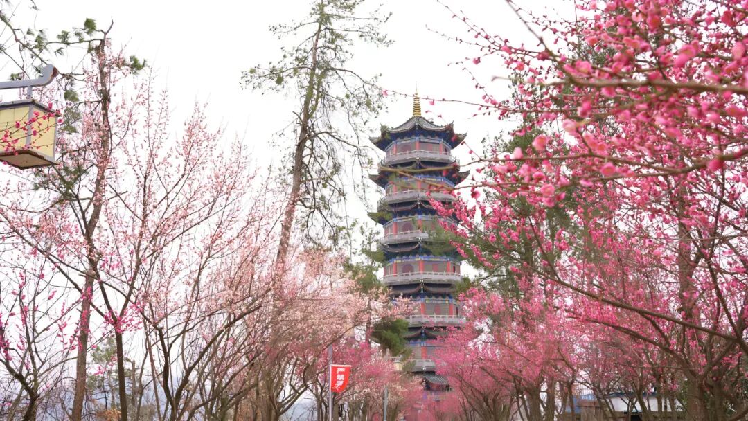 “梅”好之约：老塔唐梅今又现 春到暗香阵阵来