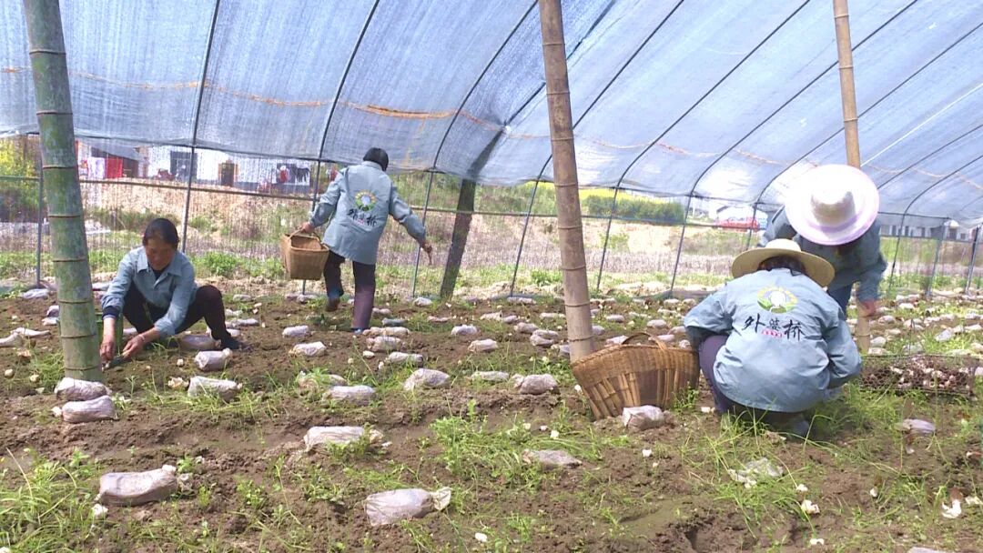 外婆桥生态农庄：特色种植提质增效 绘就夏日好“丰”景