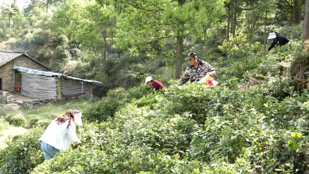 罗田县大崎镇：茶香漫山岗 春季采茶忙