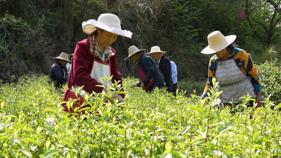 河铺镇九龙山村：荒山变茶园 激活乡村发展新动能