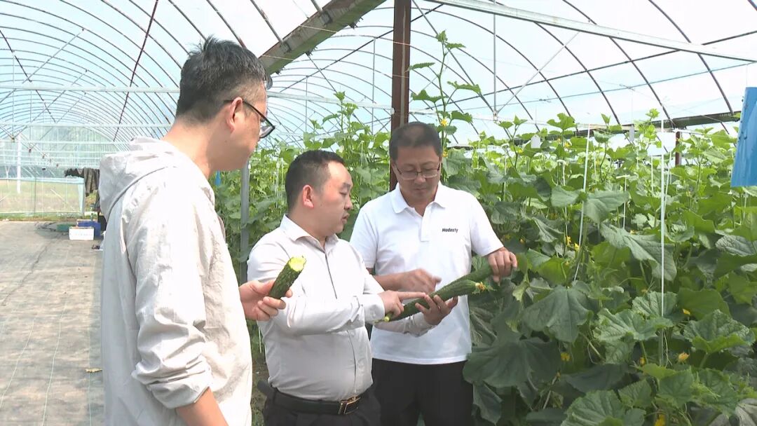 白庙河镇付家庙村外婆桥生态农庄：建设黄瓜新品种基地 助力乡村产业振兴