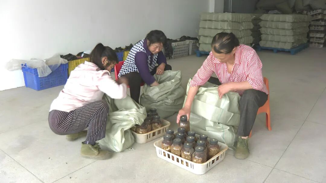 罗田县：让中药材产业一“链”到底