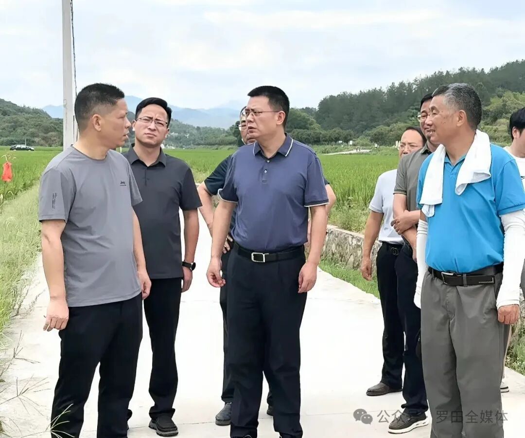 周黎调研红莲型杂交水稻和高标准农田建设工作