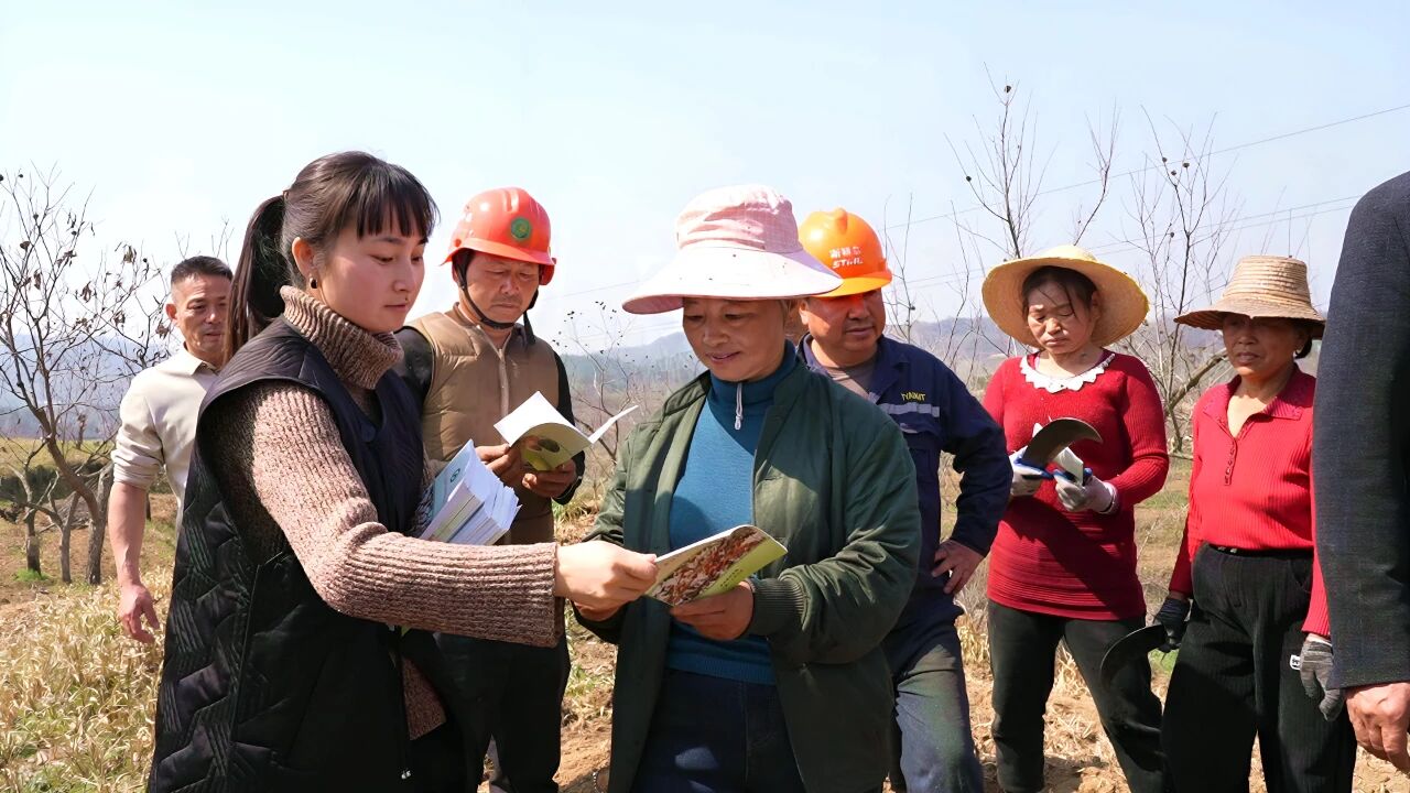 板栗春管正当时