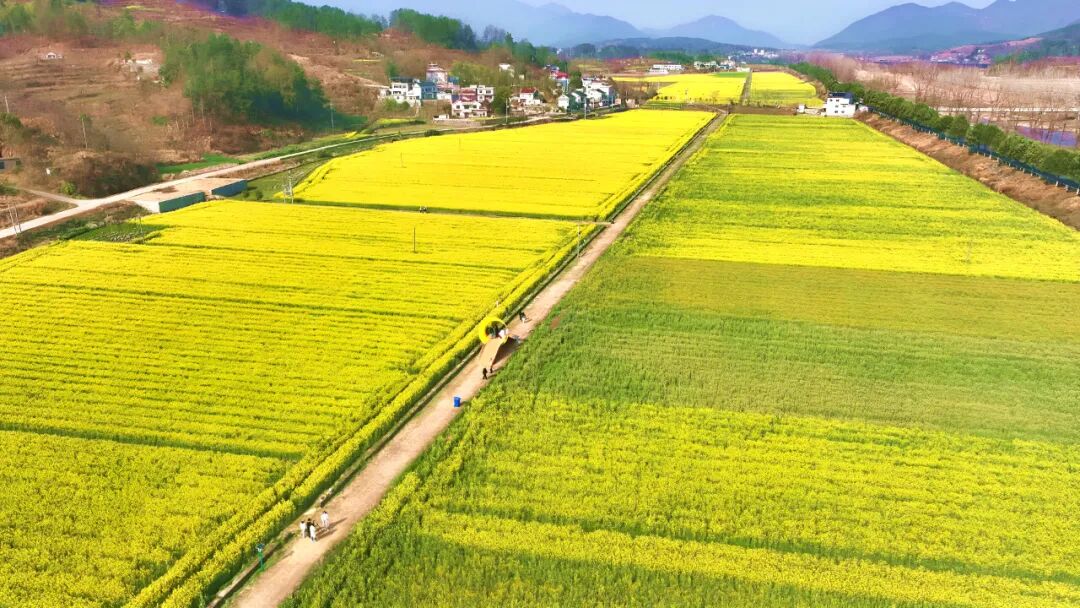 大河岸镇谢家铺村：七彩油菜花绘就春日浪漫盛景