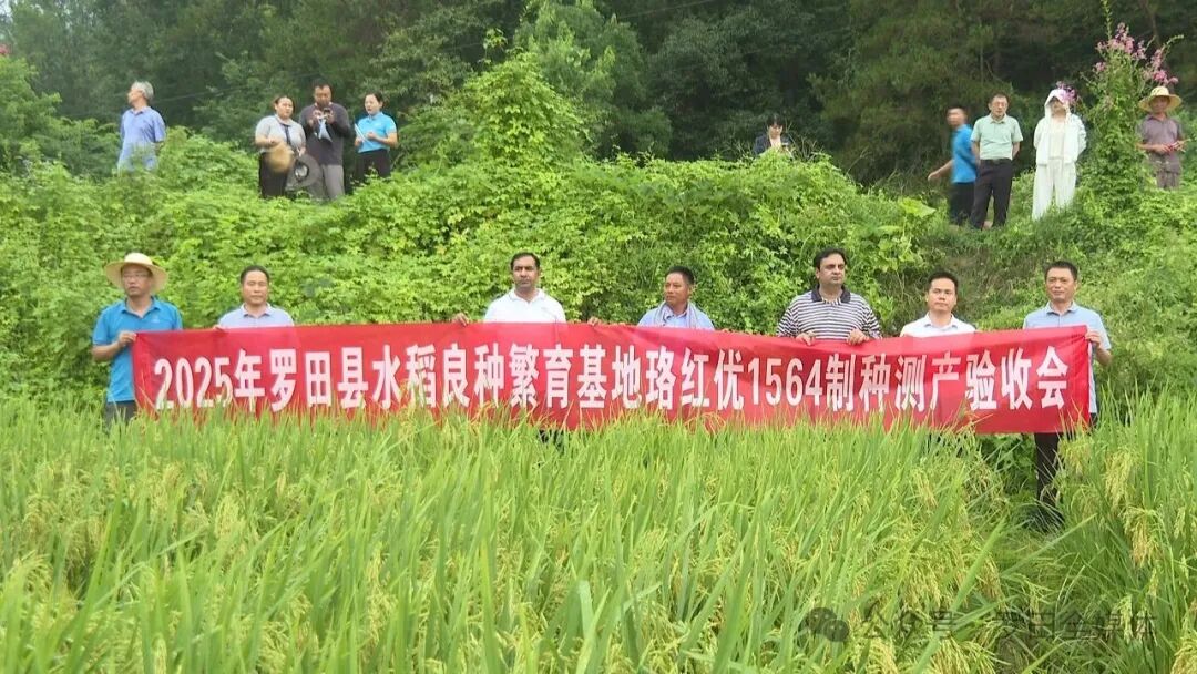 罗田县杂交水稻制种产量再创新高：亩产311公斤