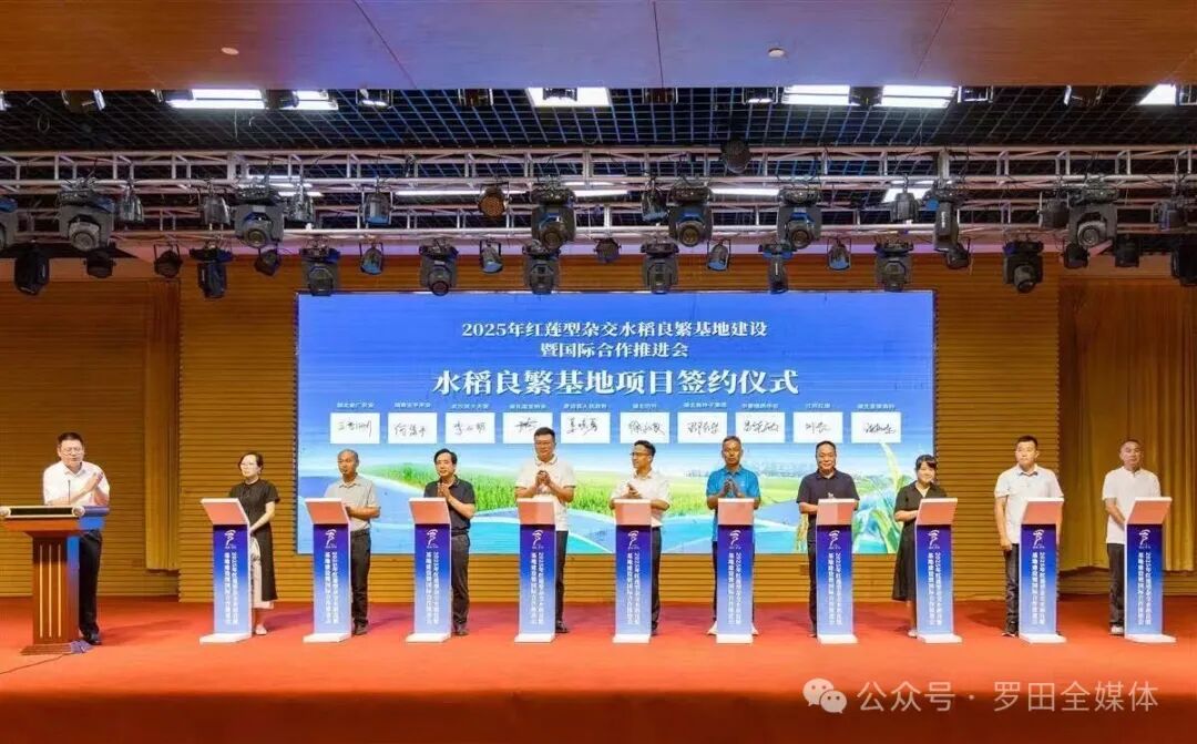 2025年红莲型杂交水稻良繁基地建设暨国际合作推进会在罗田举行