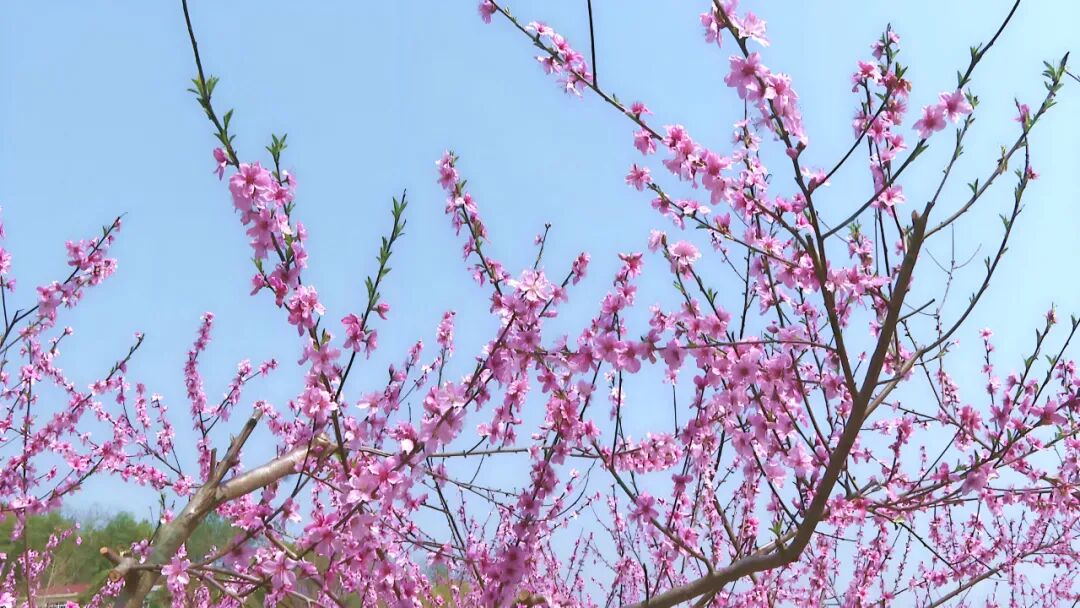 这里的春天 桃花朵朵开～