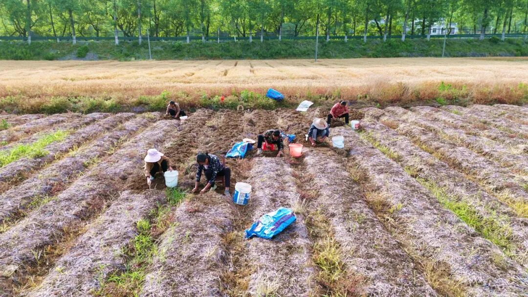 三里畈镇：“稻药”轮作拓宽乡村致富路