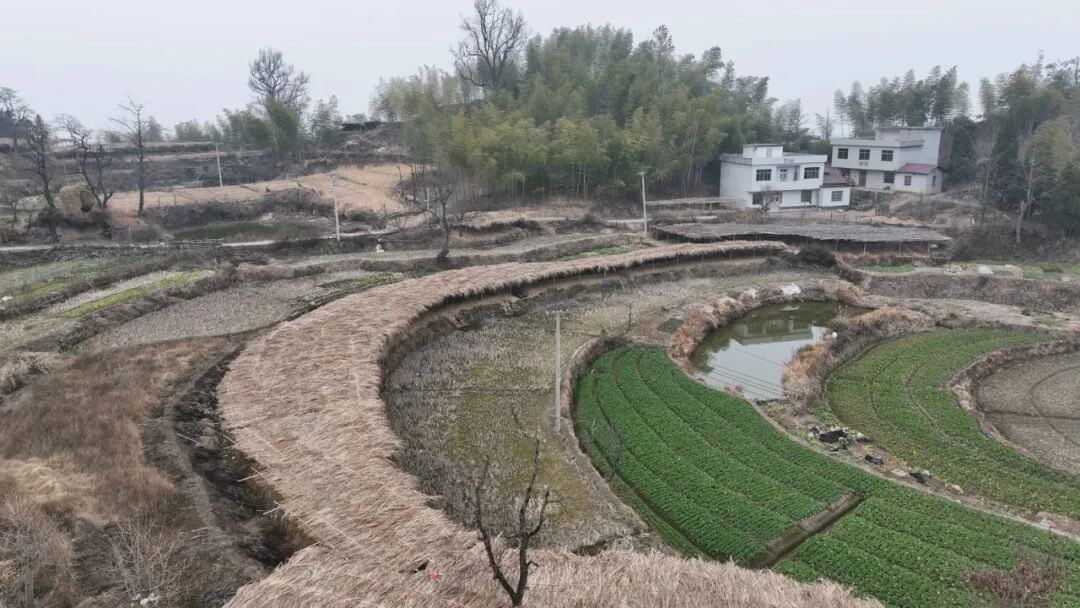 河铺镇：茶叶飘香 药草芬芳 特色产业铺就乡村振兴路