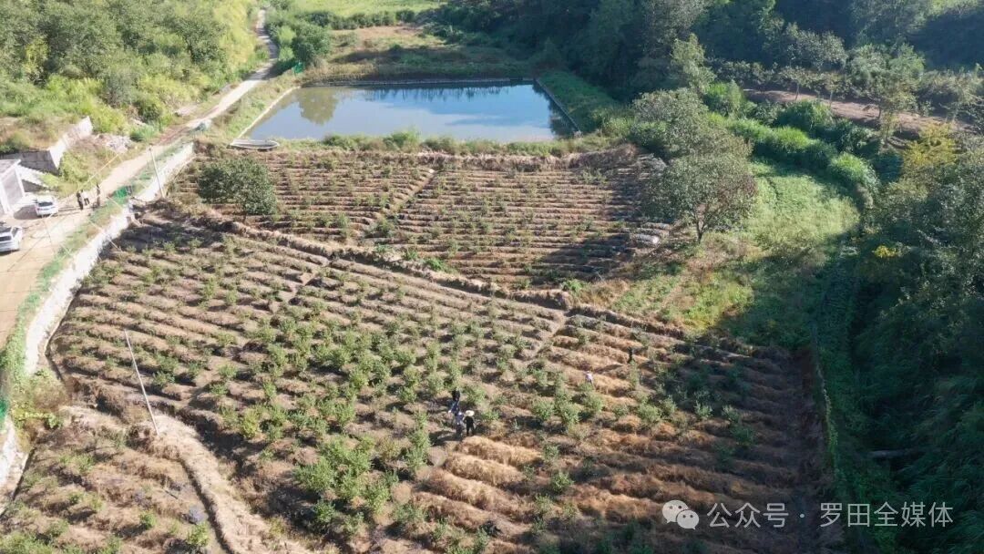 大河岸镇高庙村：强村公司盘活资源资产 蹚出富民强村新路