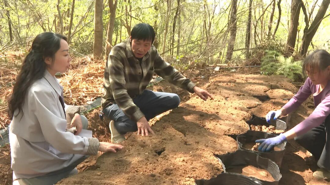 湖北神芝农业科技发展有限公司： 引进中药材种植新技术  助力企业高质量发展