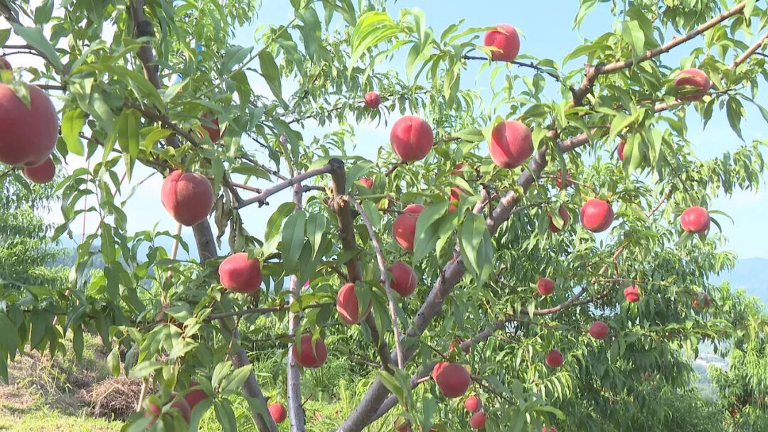 桃缘果木种植合作社：硕果满枝桃飘香 惹人“桃”醉采摘忙
