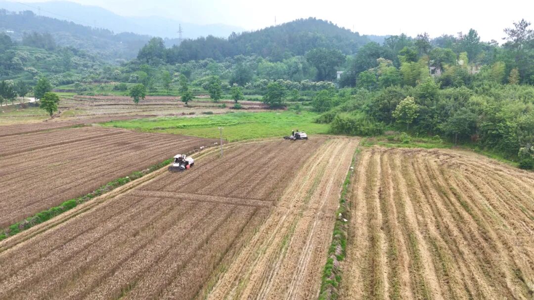 推广小麦机收减损技术 助力夏粮丰产增收
