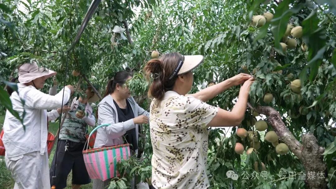 河铺镇岭南新村：生态桃园飘果香 “甜蜜产业”绘振兴图景