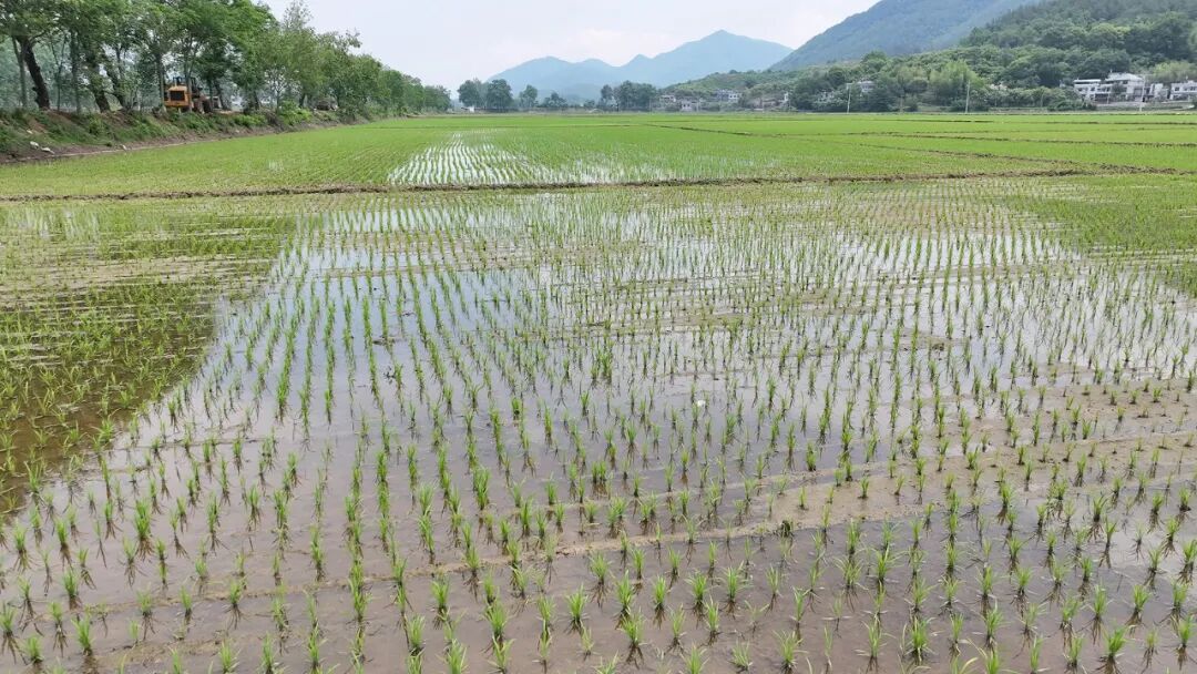 罗田：水稻插秧忙 田间披绿装