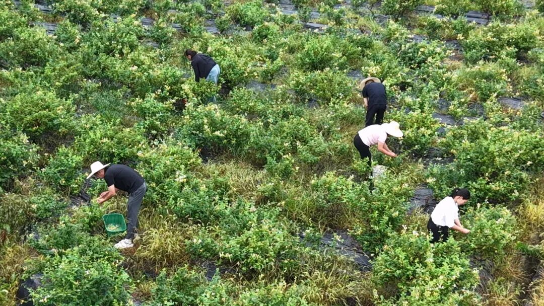 凤山镇：特色产业“多点开花” 绿色经济生机盎然 推进乡村振兴蓄势赋能。