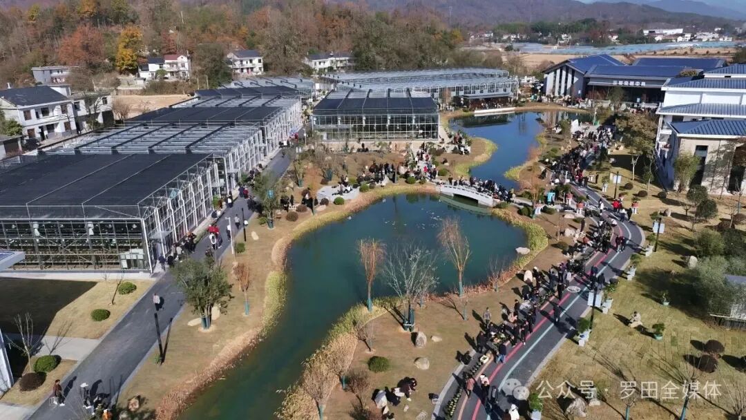 大别山兰花产业园开园:兰友云集  两天交易额达到7000万元