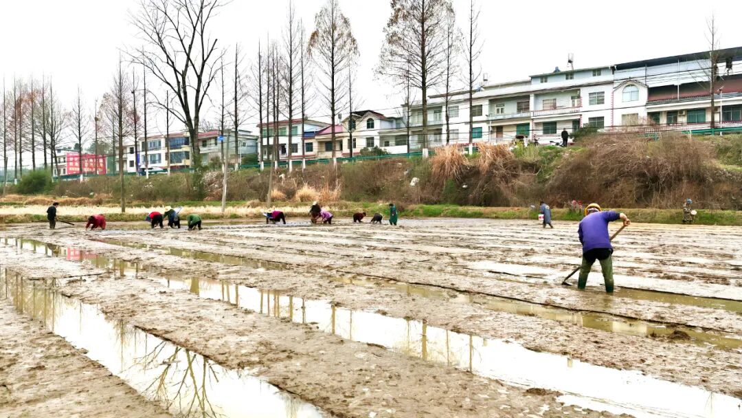 朝霞种植专业合作社：春耕好光景 水稻育秧忙