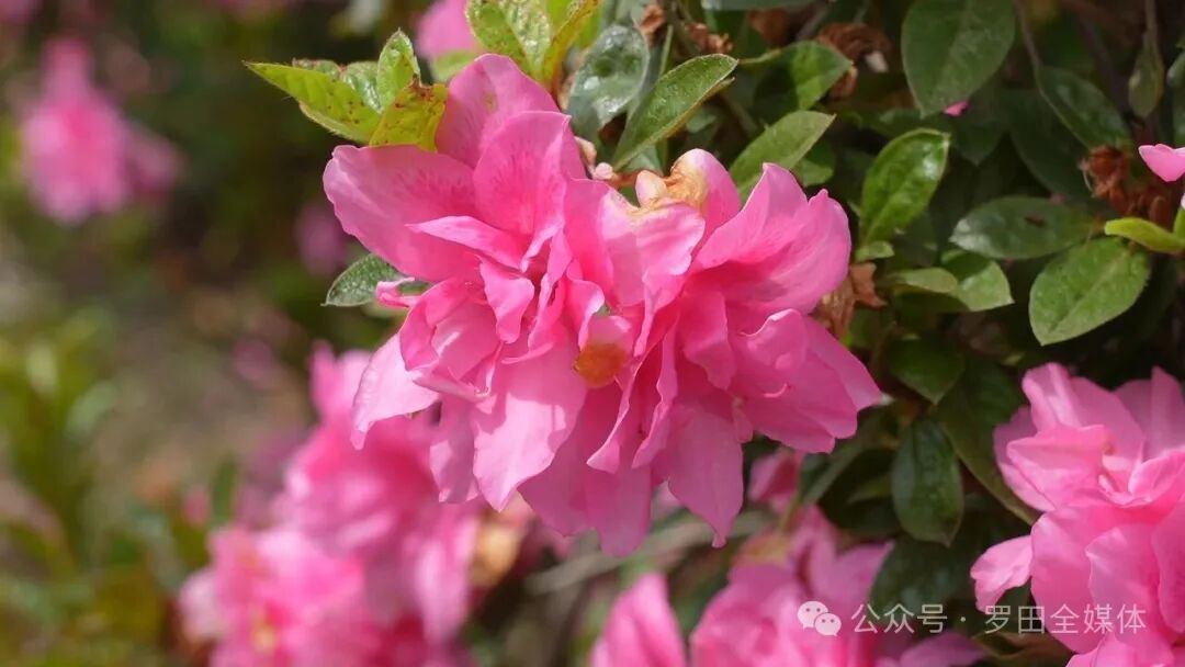 杜鹃天堂景区：秋染“花海”韵 四季“浪漫”长