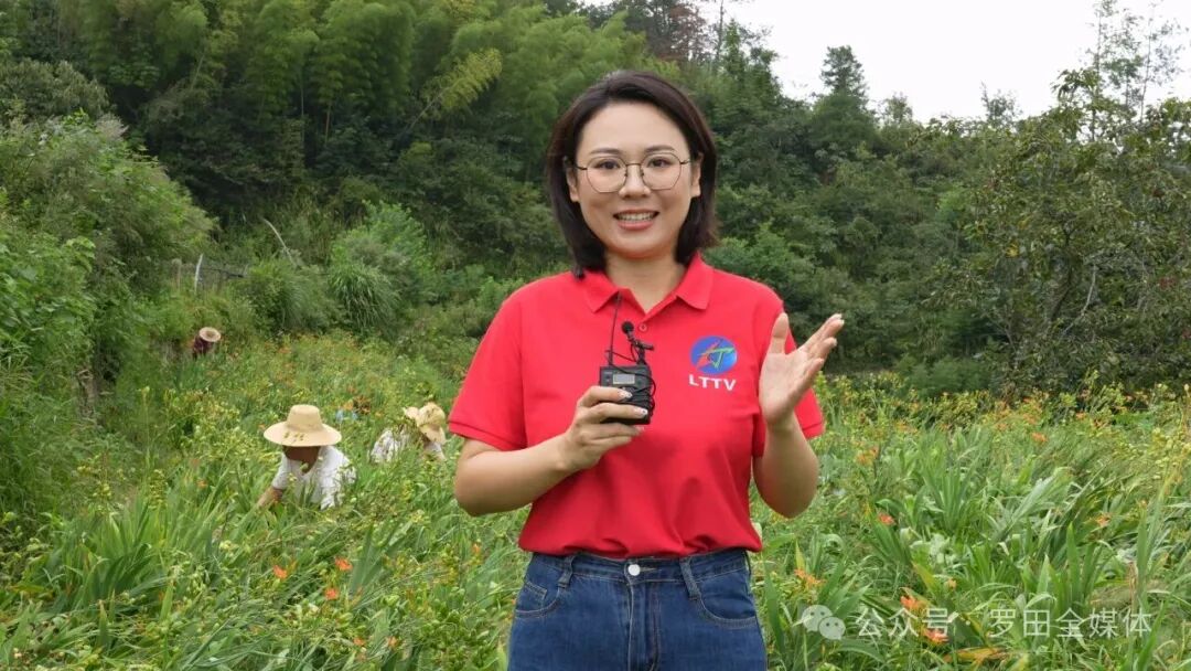 平湖乡项家畈村：射干花开致富路