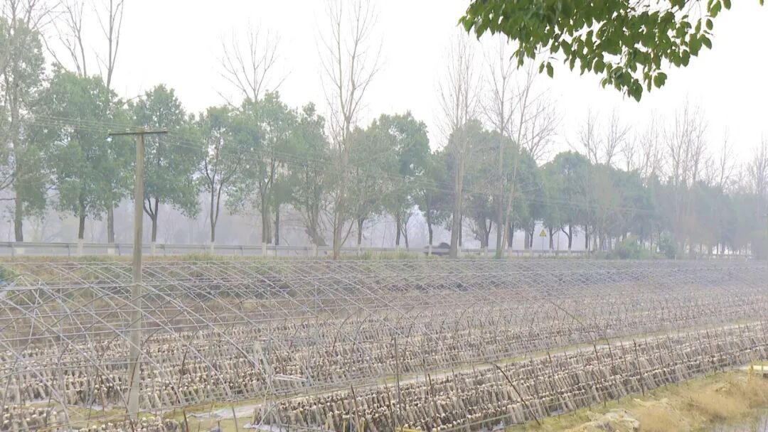 大河岸镇：小木耳种出致富“好门道”