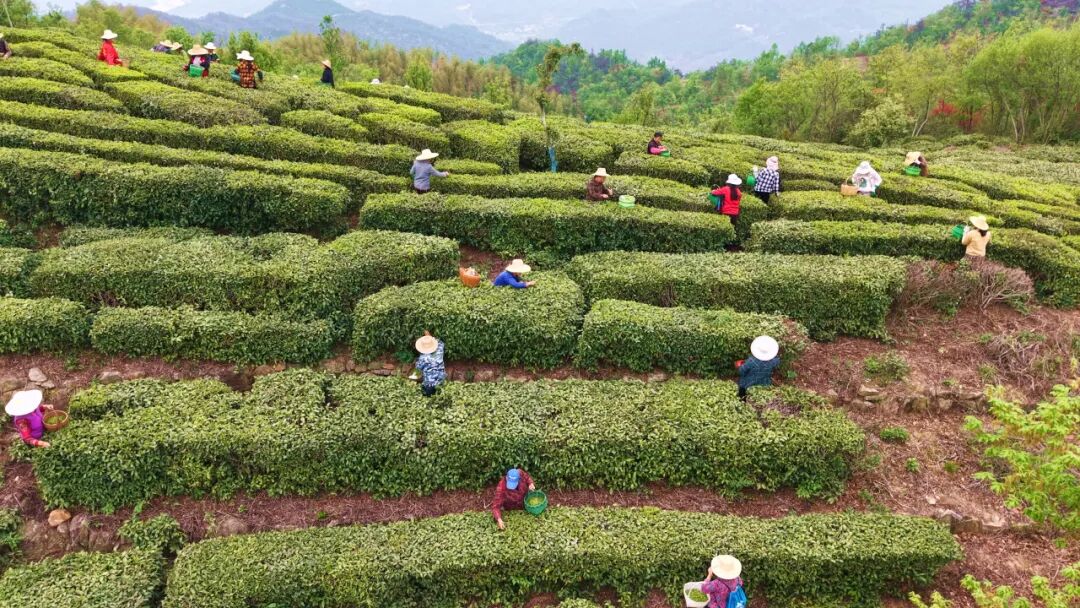 平湖万全寨茶园迎来采收旺季  