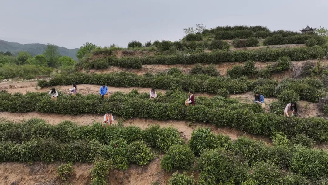 胜利镇：联农强茶业 带农促增收