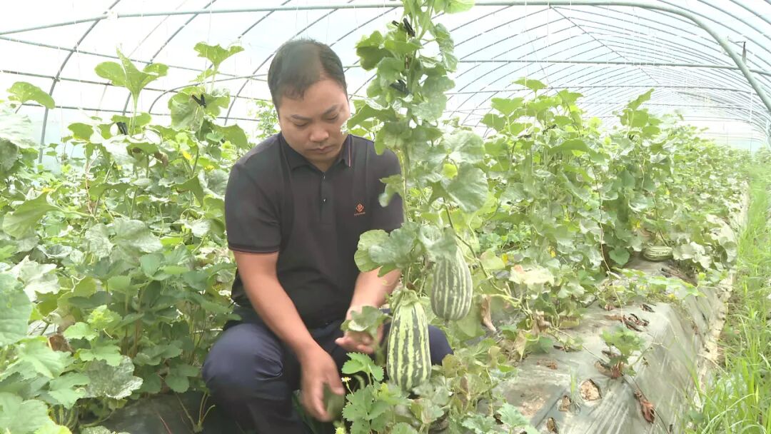 产业兴 乡村旺！匡河镇朝阳瓜果蔬菜合作社绘就致富新画卷