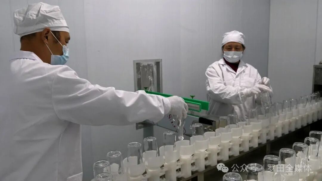 从甜柿到柿子醋：罗田甜柿实现从“鲜果售卖”到“价值跃升”