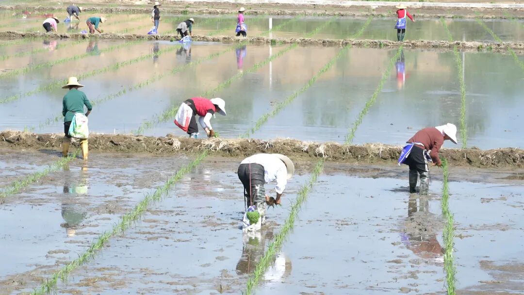 河铺镇：推广红莲型杂交水稻种植 打造全省现代种业发展示范镇